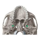 Foramen ovale