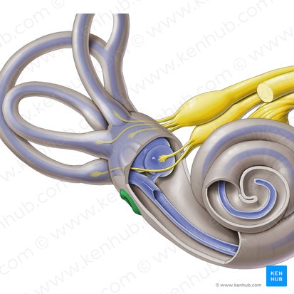 Cochlear window (Fenestra cochleae); Image: Paul Kim