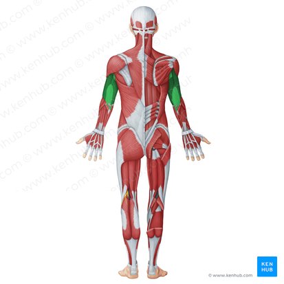 Compartimento braquial posterior (Musculi posteriores brachii); Imagen: Irina Münstermann