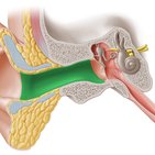 Äußerer Gehörgang (Meatus acusticus externus)