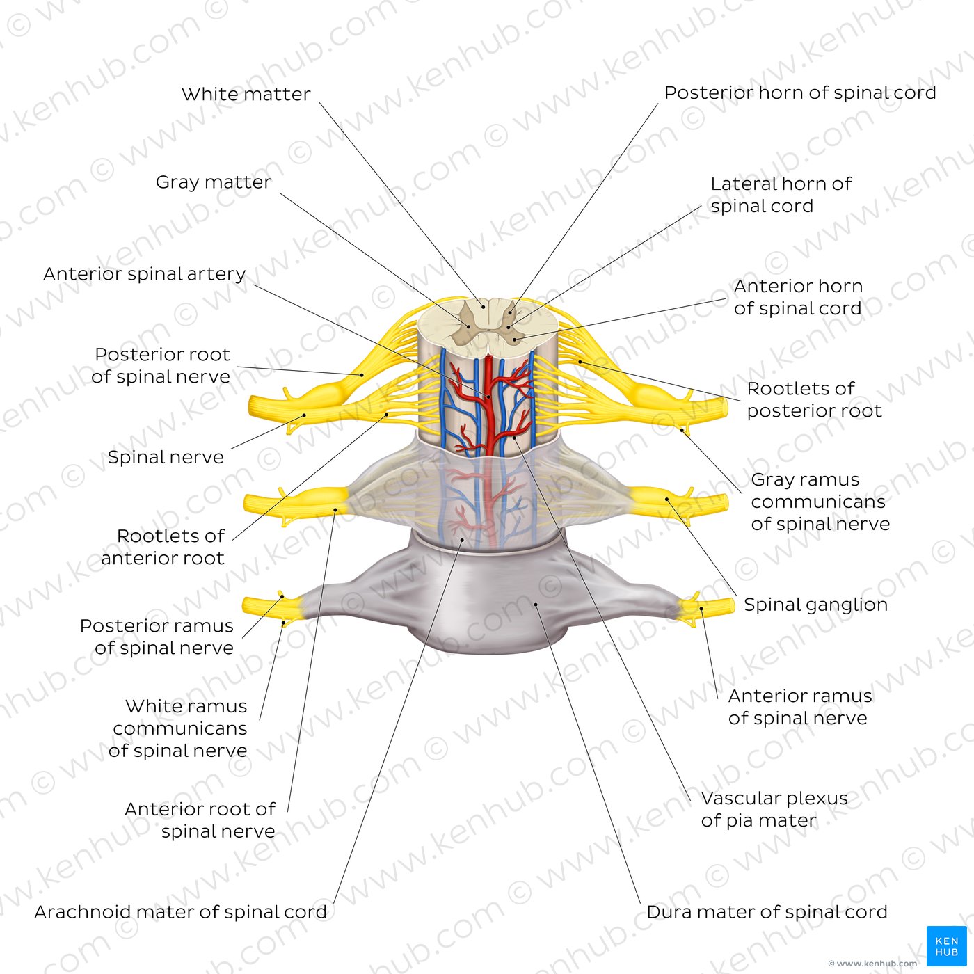 Spinal membranes and nerve roots (diagram)