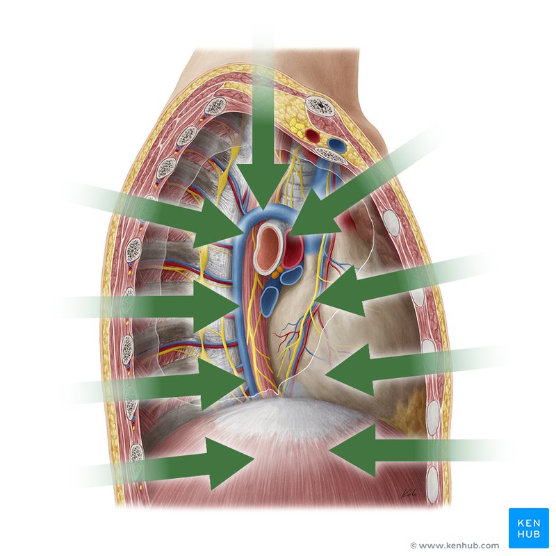 Anatomy terminology: Internal Biology Diagrams