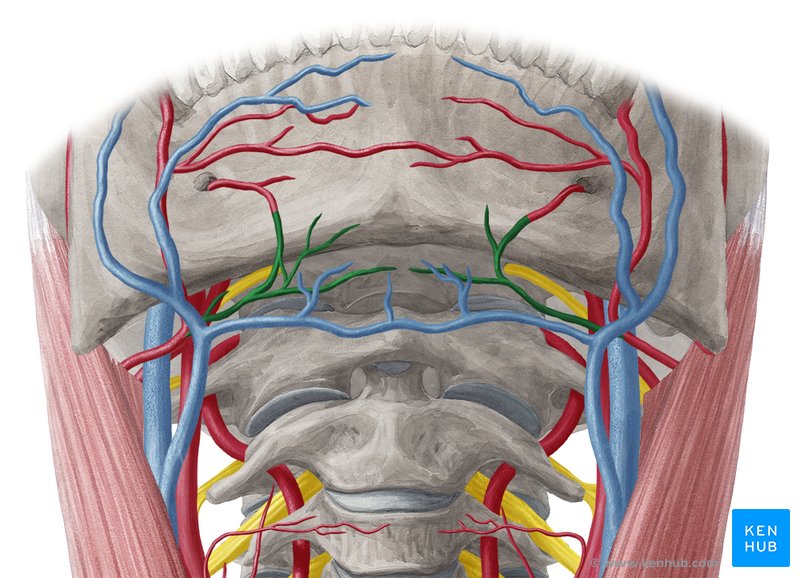Submental artery: Anterior view