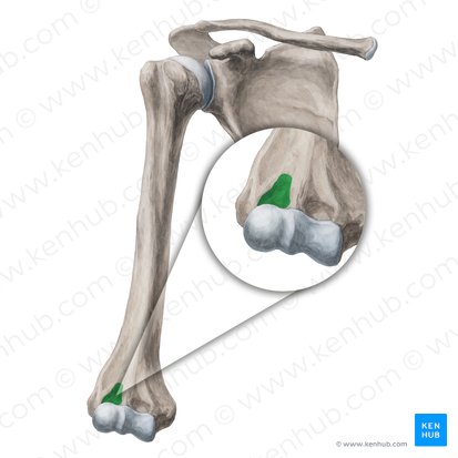 Radial fossa of humerus (Fossa radialis humeri); Image: Yousun Koh