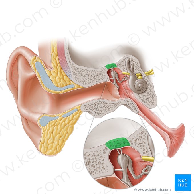 Techo del tímpano del hueso temporal (Tegmen tympani ossis temporalis); Imagen: Paul Kim