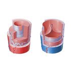 Microanatomia dos vasos sanguíneos