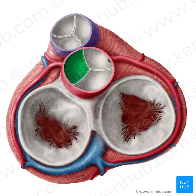 Cúspide coronária esquerda da valva aórtica (Valvula coronaria sinistra valvae aortae); Imagem: Yousun Koh