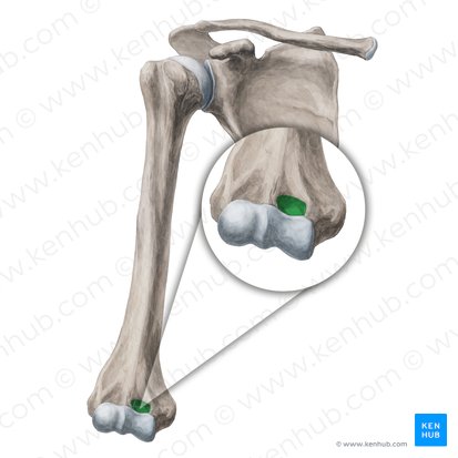 Fossa coronoide do úmero (Fossa coronoidea humeri); Imagem: Yousun Koh