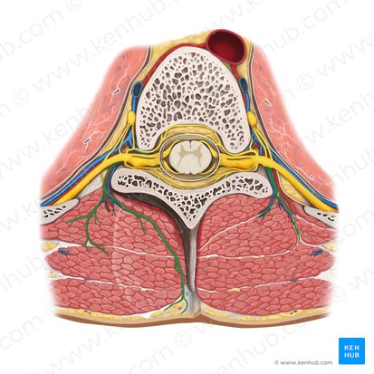 Ramo posterior del nervio espinal (Ramus posterior nervi spinalis); Imagen: Rebecca Betts