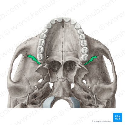 Fissura orbital inferior (Fissura orbitalis inferior); Imagem: Yousun Koh