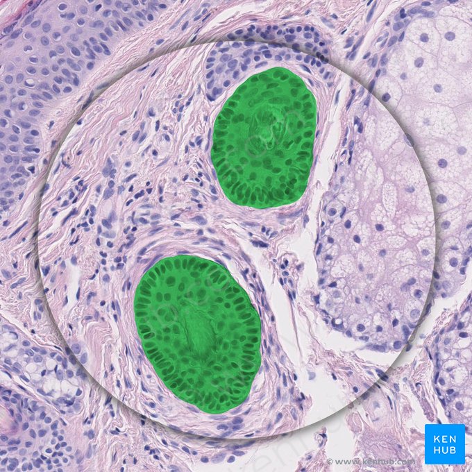 Hair follicle (Folliculus pili); Image: 