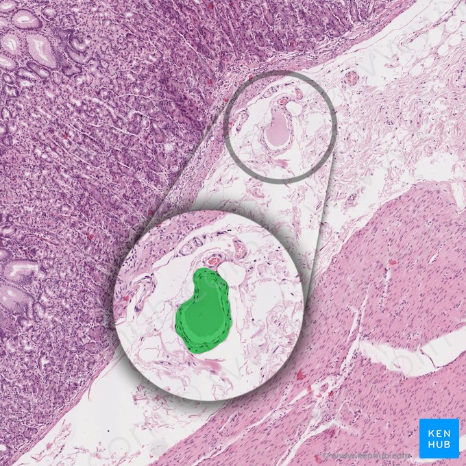 Vaso linfático de la submucosa (Vas lymphaticum submucosae); Imagen: 