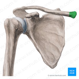 Shoulder girdle: anatomy, movements and function | Kenhub