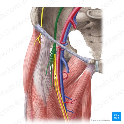 Nervus femoralis (Oberschenkelnerv); Bild: Liene Znotina