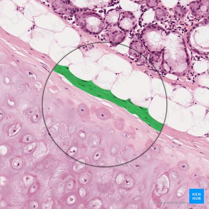 Perichondrium; Image: 