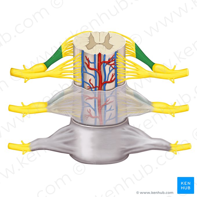 Raiz posterior do nervo espinal (Radix posterior nervi spinalis); Imagem: Rebecca Betts