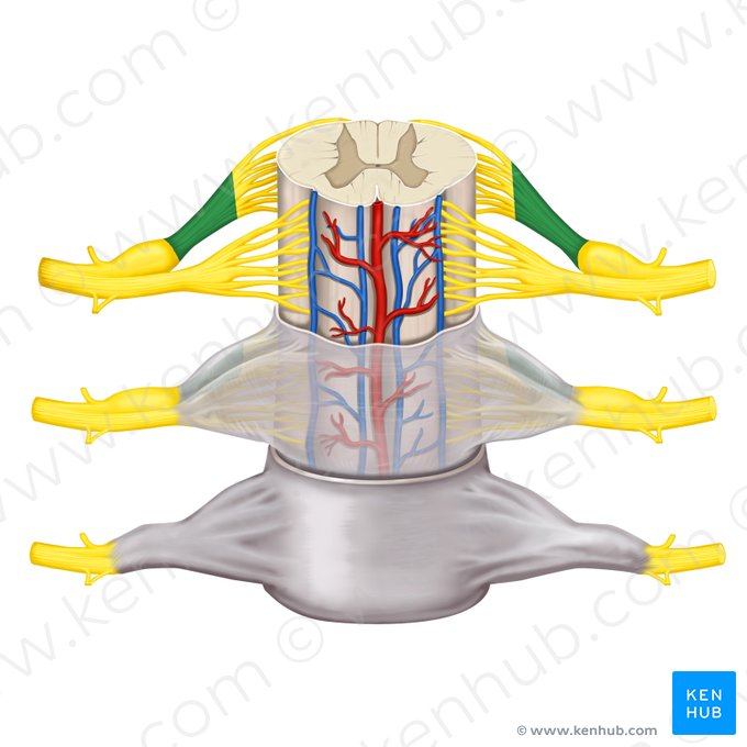 Posterior root of spinal nerve (Radix posterior nervi spinalis); Image: Rebecca Betts