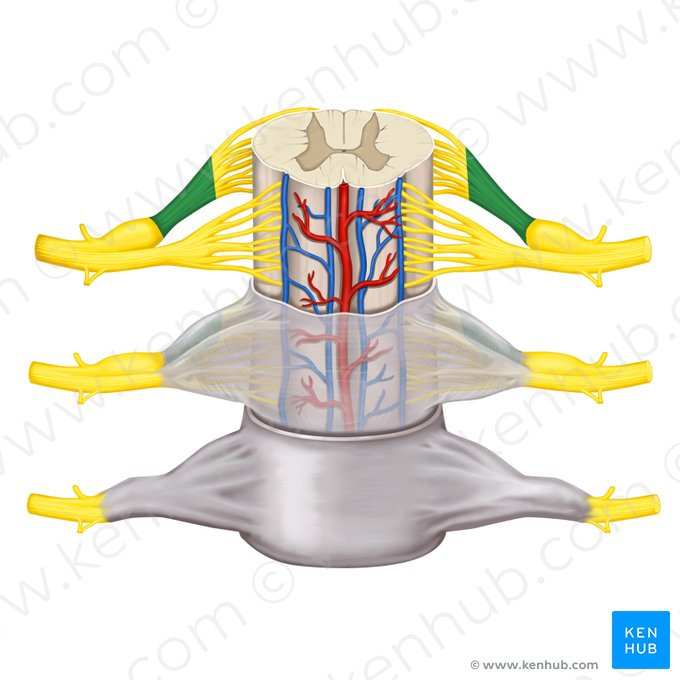 Posterior root of spinal nerve (Radix posterior nervi spinalis); Image: Rebecca Betts