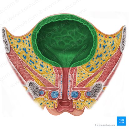 Cuerpo de la vejiga urinaria (Corpus vesicae urinariae); Imagen: Irina Münstermann