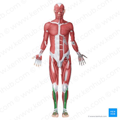 Musculi anteriores cruris (Extensoren des Unterschenkels); Bild: Irina Münstermann