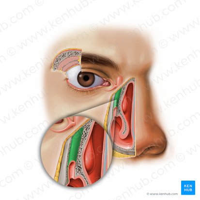 Nasolacrimal duct (Ductus nasolacrimalis); Image: Paul Kim