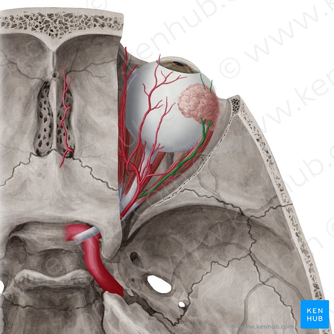 Arteria lagrimal (Arteria lacrimalis); Imagen: Yousun Koh