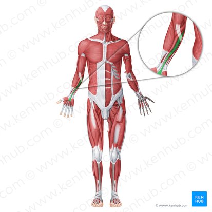 Músculo palmar longo (Musculus palmaris longus); Imagem: Irina Münstermann