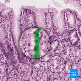 Mucous neck cell (Exocrinocytus cervicalis); Image: 