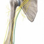 Ulnar nerve