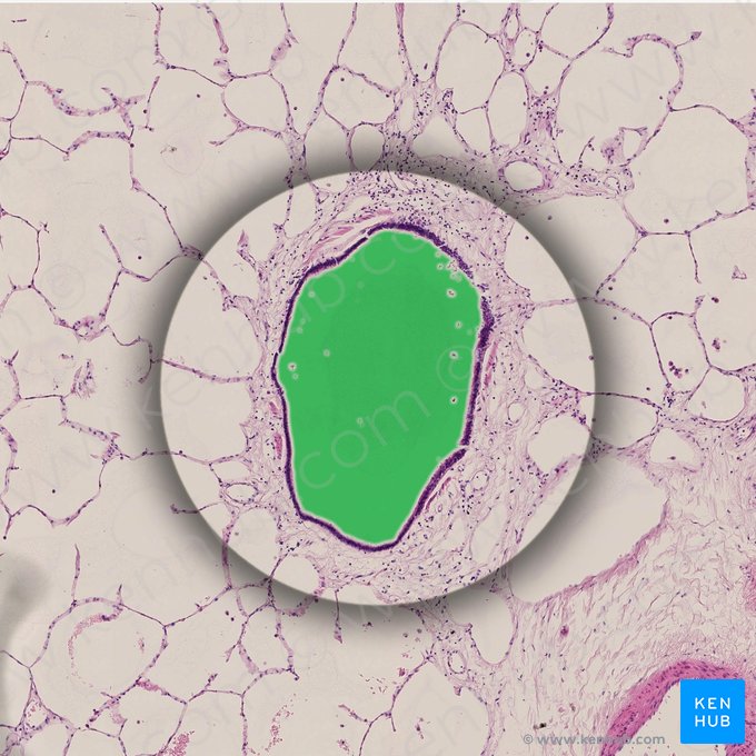 Lumen del bronquiolo terminal (Lumen bronchioli terminalis); Imagen: 