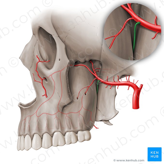 Descending palatine artery (Arteria palatina descendens); Image: Paul Kim