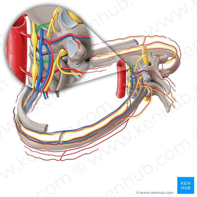 White and grey rami communicantes of spinal nerve (Rami communicantes albi et grisei nervi spinalis); Image: Paul Kim