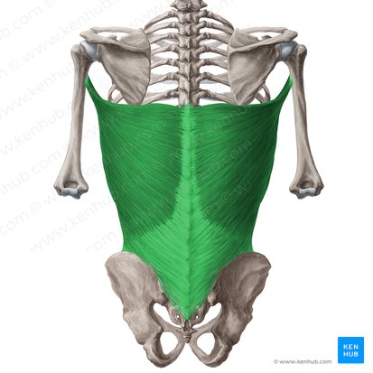 Latissimus dorsi muscle (Musculus latissimus dorsi); Image: Yousun Koh