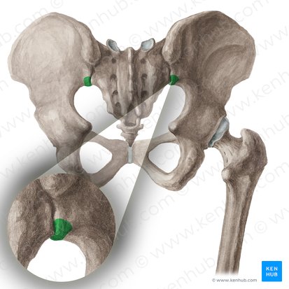 Posterior inferior iliac spine (Spina iliaca posterior inferior); Image: Liene Znotina