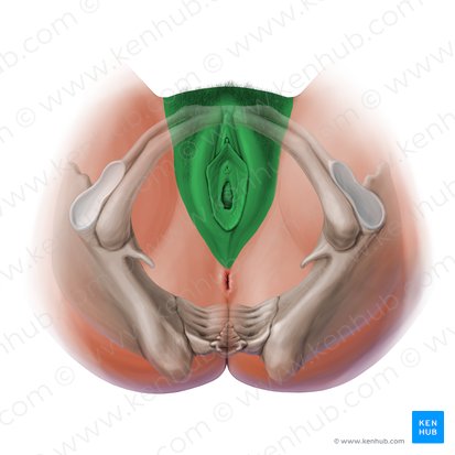 Vulva; Imagem: Paul Kim