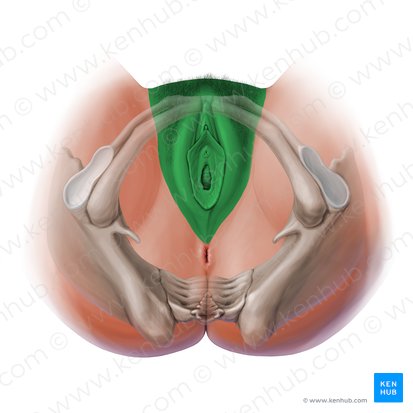 Vulva; Imagen: Paul Kim