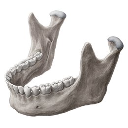 Mandibule