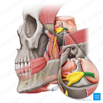 Nervo trigêmeo (Nervus trigeminus); Imagem: Paul Kim