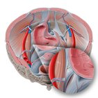 Superior vesical artery