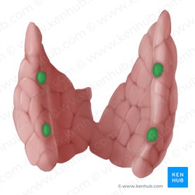 Parathyroid gland (Glandula parathyroidea); Image: Begoña Rodriguez