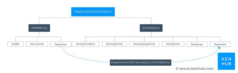 Classification of neurotransmitters