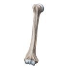 Humerus