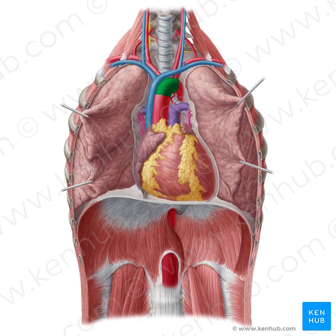 Arco aórtico (Arcus aortae); Imagem: Yousun Koh