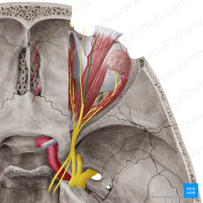 Supraorbital nerve (Nervus supraorbitalis); Image: Yousun Koh