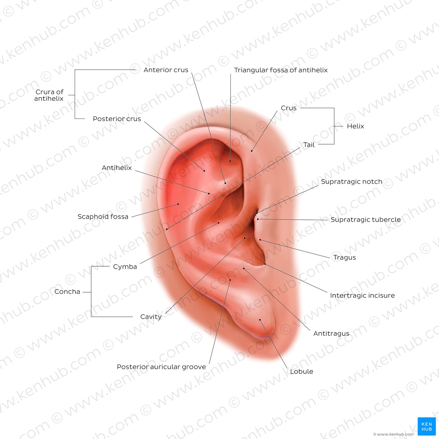 External ear: lateral view