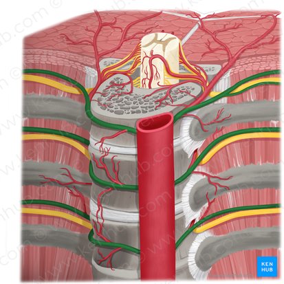 Arteria intercostal posterior (Arteria intercostalis posterior); Imagen: Rebecca Betts