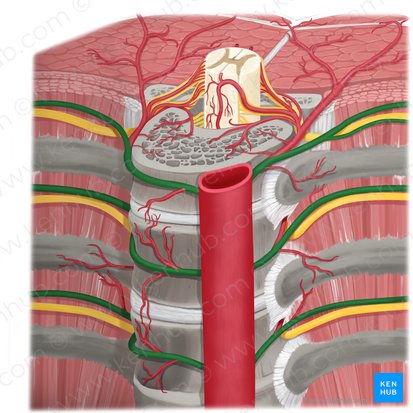 Posterior intercostal artery (Arteria intercostalis posterior); Image: Rebecca Betts