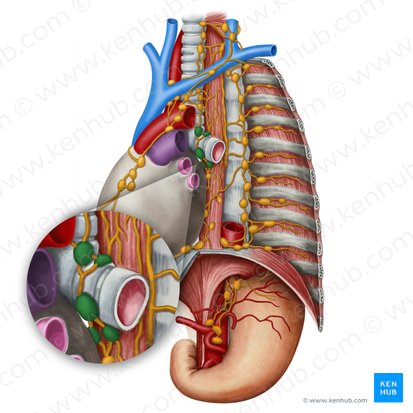 Nodi lymphoidei tracheobronchiales (Tracheobronchiale Lymphknoten); Bild: Irina Münstermann