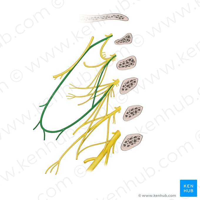 Ansa cervicalis; Image: Begoña Rodriguez