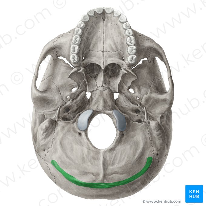 Linea nuchalis superior ossis occipitalis (Obere Nackenlinie des Hinterhauptbeins); Bild: Yousun Koh